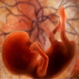 Pregnancy Stages आइकन