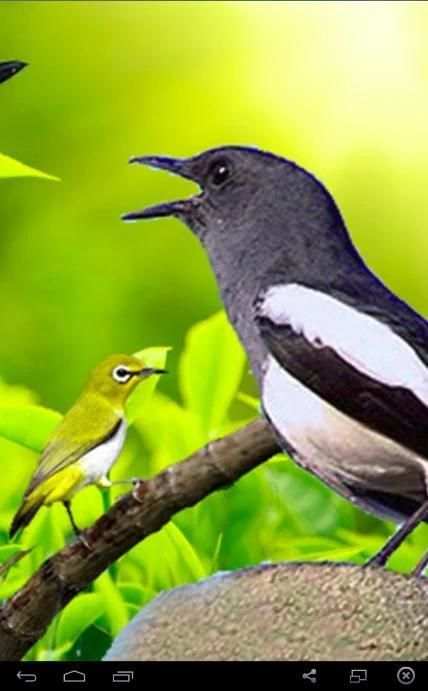 Suara Burung Betina 2 تصوير الشاشة