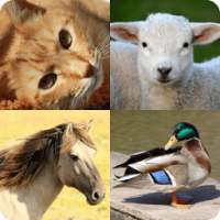 Animal Quiz Game