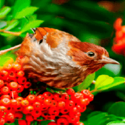 Red Fruit Bird LWP иконка