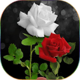 ikon Flowers Gifs And Roses Live Wallpapers