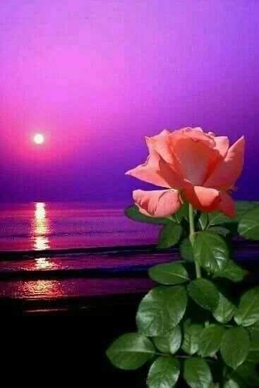 Flowers Gifs And Roses Live Wallpapers स्क्रीनशॉट 3