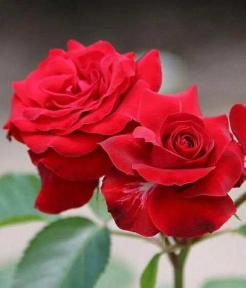 Flowers Gifs And Roses Live Wallpapers स्क्रीनशॉट 4