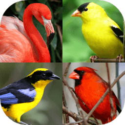 ikon Birds World - Feathered Quiz