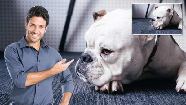 Auto Photo Background Changer 7 تصوير الشاشة
