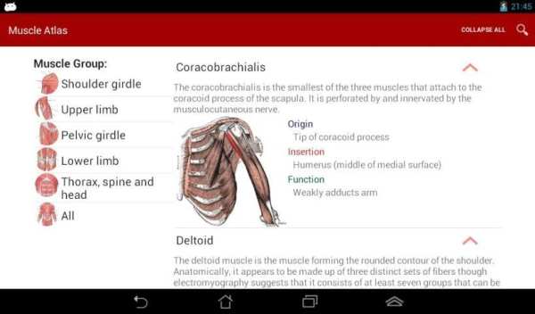 Anatomy: Atlas of Muscles screenshot 2