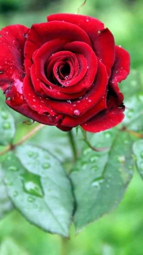 Red Rose Live Wallpaper screenshot 2