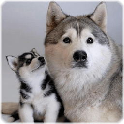 Dog Jigsaw Puzzles иконка