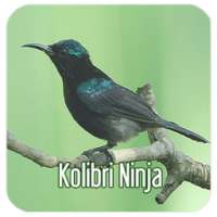 Masteran Kicau Kolibri Ninja on 9Apps