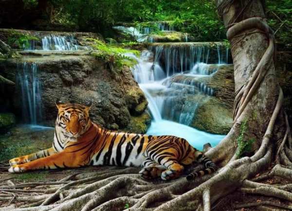 Wild Animal Photo Backgrounds screenshot 2