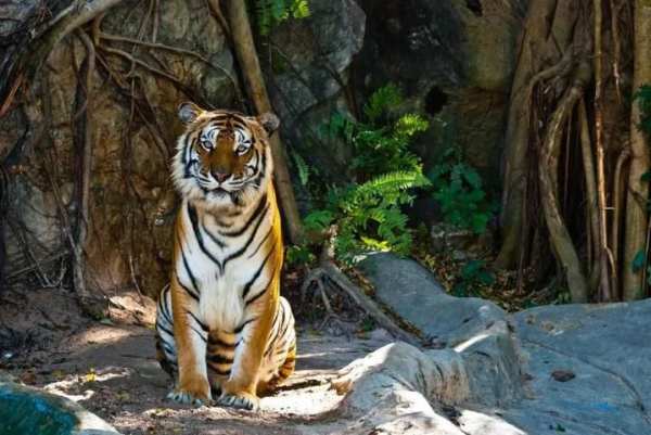Wild Animal Photo Backgrounds screenshot 5