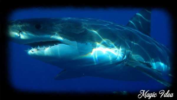 Megalodon Wallpaper screenshot 4