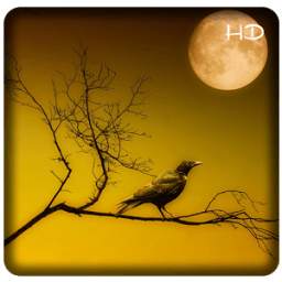 Bird Sound ~ Nature Sound HD.