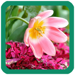 Pink Flowers Wallpaper أيقونة