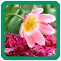 Pink Flowers Wallpaper on 9Apps