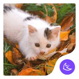 White Cat-APUS Launcher theme