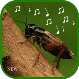 cricket sounds mp3 आइकन