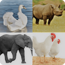 Animal Name आइकन