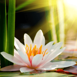 Lotus Flower Wallpaper HD आइकन