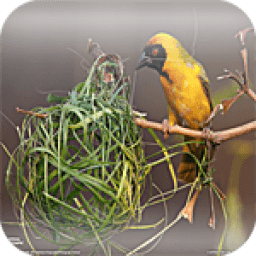 Nest Bird Live Wallpaper icon