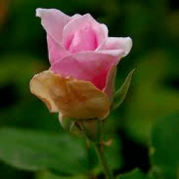 Seduction Quotes أيقونة