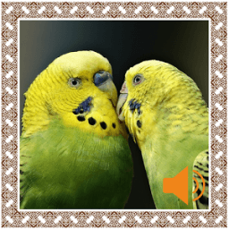 Parakeet Birds Sounds иконка
