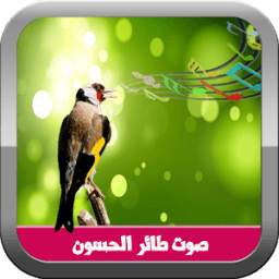 صوت طيور الحسون 1.0