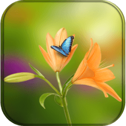 Flower Wallpaper for whatsapp आइकन