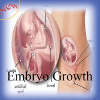 Embryo Growth