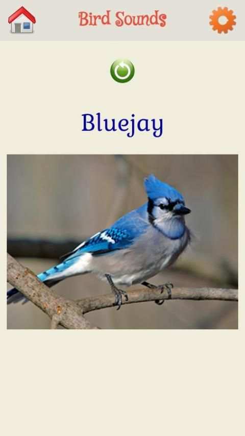 Bird Sounds स्क्रीनशॉट 6