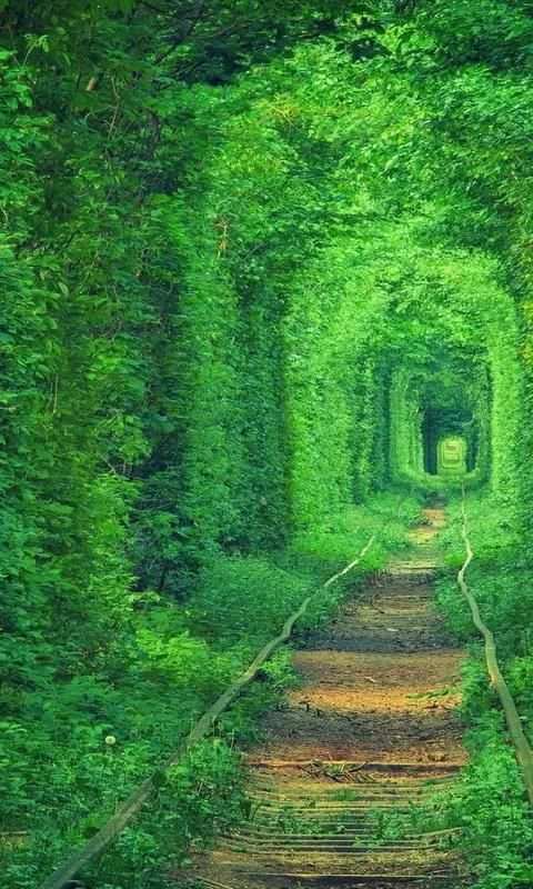 Green Nature wallpaper 3 تصوير الشاشة