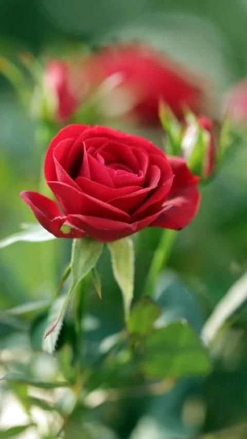 Red Rose Live Wallpaper screenshot 4