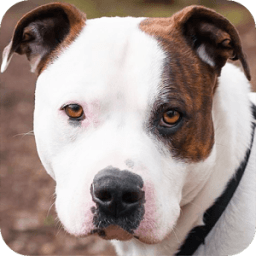 Pit Bull Background आइकन