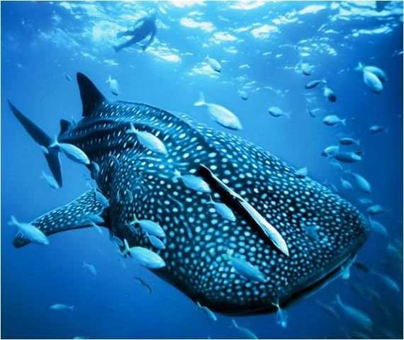 Sharks Jigsaw Puzzles Game kid screenshot 1