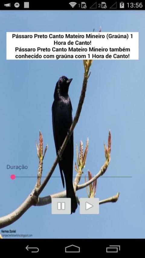 Canto Pássaro Preto (Graúna) screenshot 1