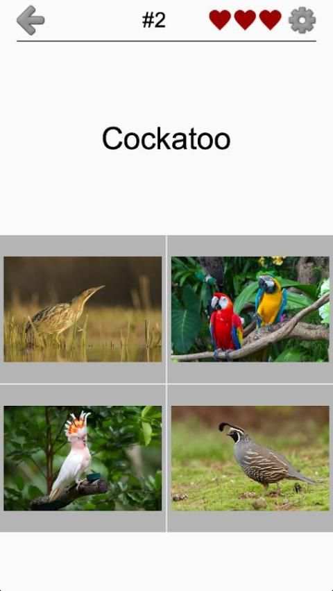 Birds World - Feathered Quiz screenshot 1
