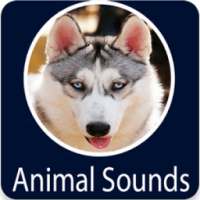 Animals Sound