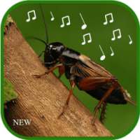cricket sounds mp3