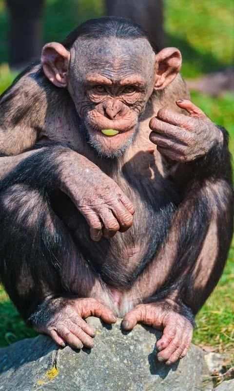 Talking Funny Monkey Free LWP स्क्रीनशॉट 1