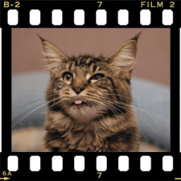 Maine Coon Wallpapers HD أيقونة