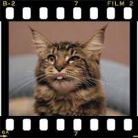 Maine Coon Wallpapers HD on 9Apps