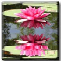 Lotus flower on 9Apps