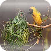 Nest Bird Live Wallpaper
