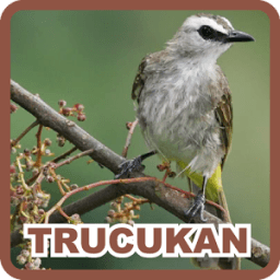 Trucukan иконка