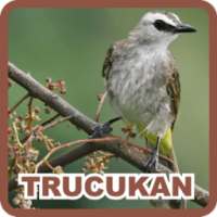 Trucukan on 9Apps