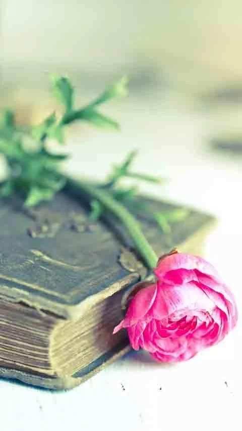 HD Wallpapers स्क्रीनशॉट 3