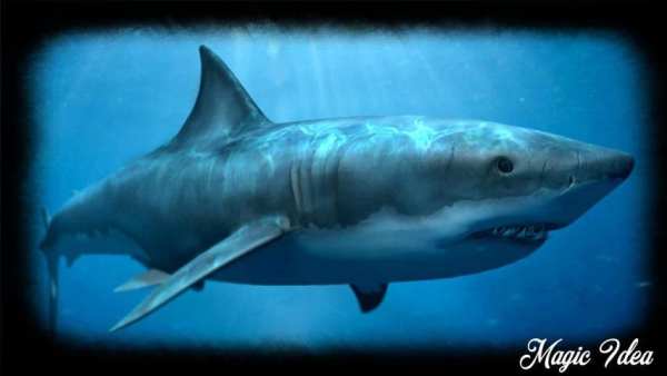 Megalodon Wallpaper screenshot 1