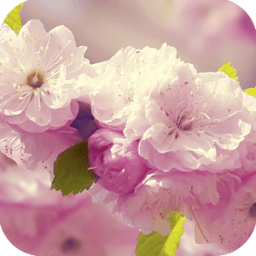 Flowers 3D live wallpaper आइकन