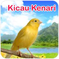 Kicau Burung Kenari on 9Apps