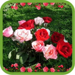 Beautiful Roses Pics иконка